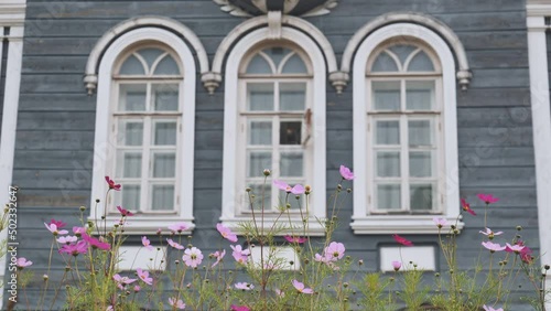 Cosmea flowers on the background of the beautiful windows of the house. photo