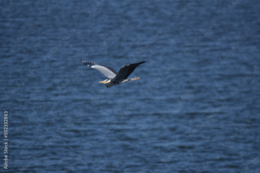 Gray heron in flight	