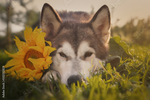 Alaskan Malamute dog with sunflower