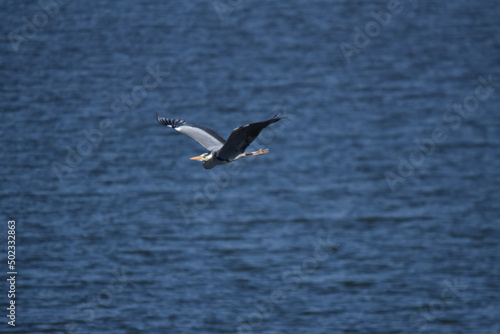 Gray heron in flight 