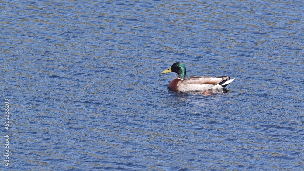Wild mallard duck swims on the water on a spring sunny day close-up. Wild mallard duck swims on the water on a spring sunny day close-up.