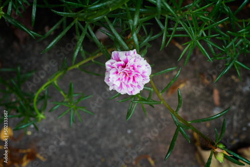 Pink Flower beautiful blooming flower light pink    blurry flower   soft selective focus