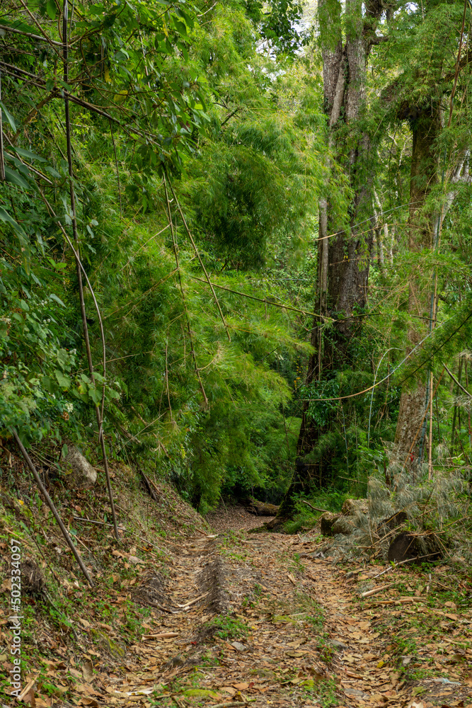 Inside the rainforest at Volcan Baru national park; Chiriqui Province; Panama; Central America. Inside the rainforest at Volcan Baru national park; Chiriqui Province; Panama; Central America.