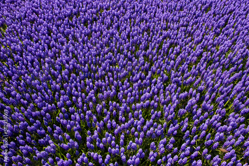 Muscari flowers (Turkish Name: Uzum Sumbulu) in Emirgan Park. Istanbul, Turkey. photo