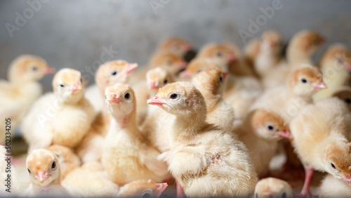 A brood of poultry turkeys