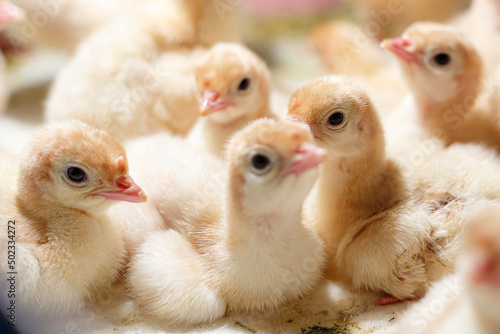 A brood of poultry turkeys