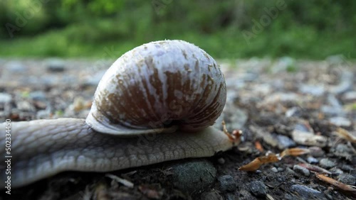Timelapse wide angle shot snail crawling on a gravel road out of frame