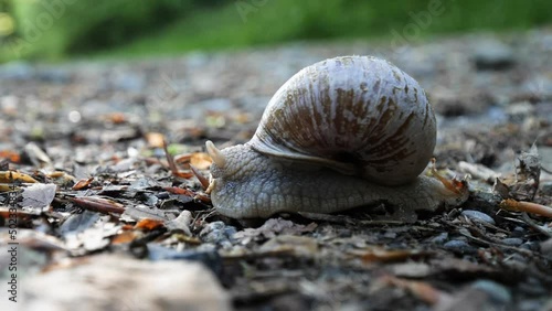 Close-up snail comes out of house and crawls to the left away on pebble.