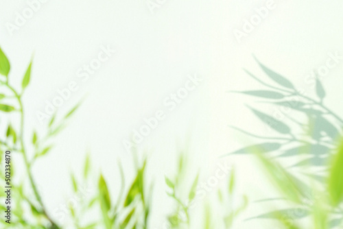 몽환적인 식물 실루엣과 여백 © EUNKYOUNG