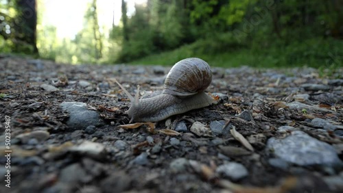 Real time snail crawls on a gravel street in a beautiful green forest, close-up