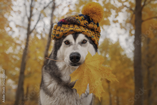 Alaskan Malamute dog in a hat