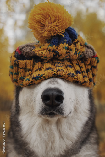 Alaskan Malamute dog in a hat
