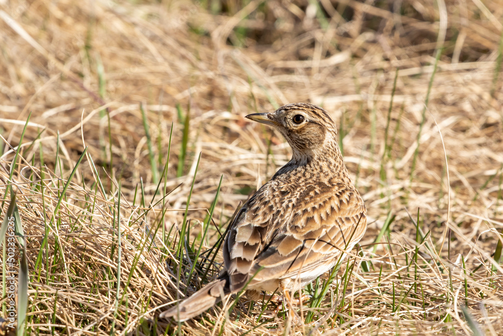 The Eurasian skylark, Alauda arvensis standing in old grass after migrating back to its breeding grounds in Estonian nature The Eurasian skylark, Alauda arvensis standing in old grass after migrating back to its breeding grounds in Estonian nature