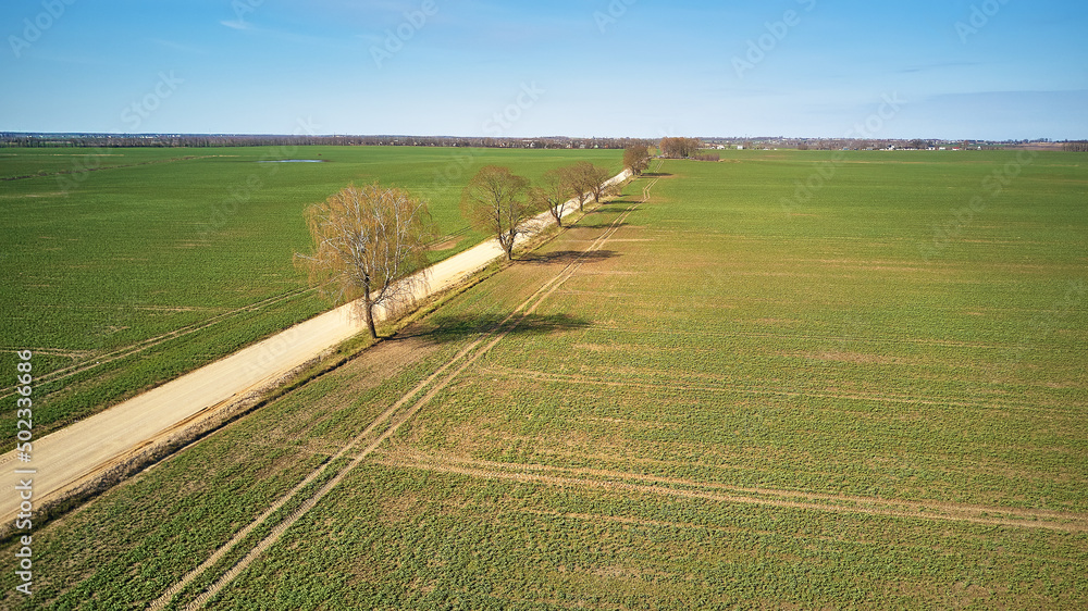 Spring green arable fields. Rural dirt road, maple tree alley aerial view. Beautiful sunny countryside scene. April morning