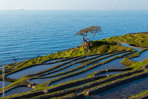 石川県　能登　白米千枚田
