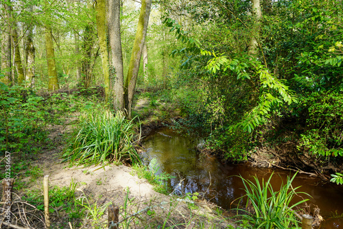 Close up of a small river in woodland