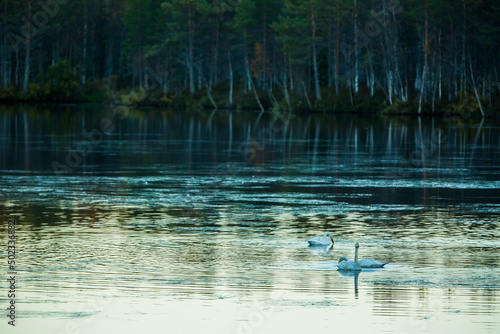 Whooper swan group in a lake in Lapland  Finland