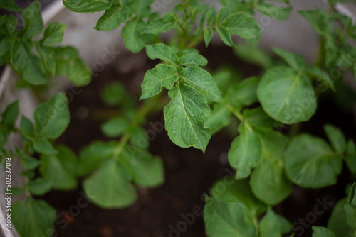 Wallpaper Mural Potatoes grow in bucket. Cultivation of root crops. Potato leaves. Torontodigital.ca