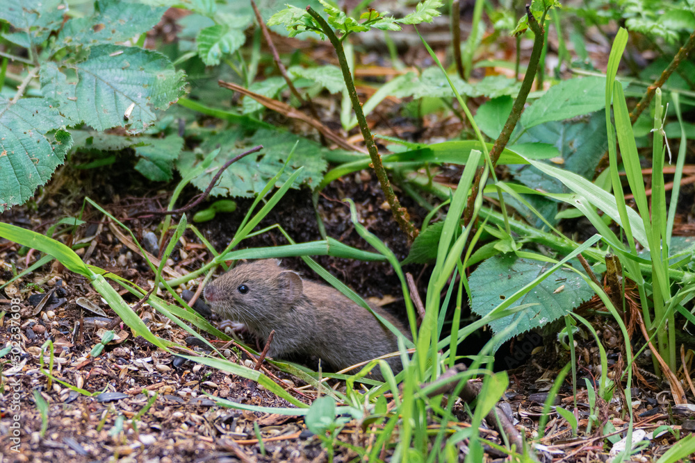 Small Vole Popping Out To Get Some Food Small Vole Popping Out To Get Some Food