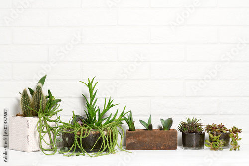Pots with mixed succulent plants