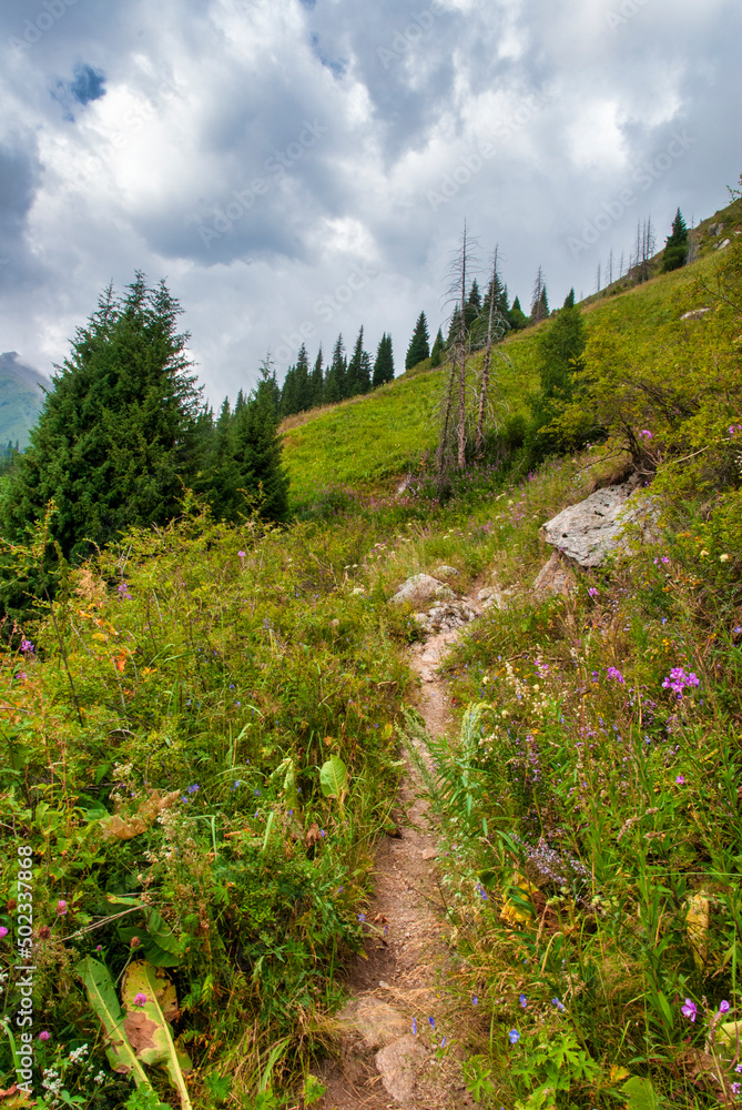 Fototapeta premium path in the mountains
