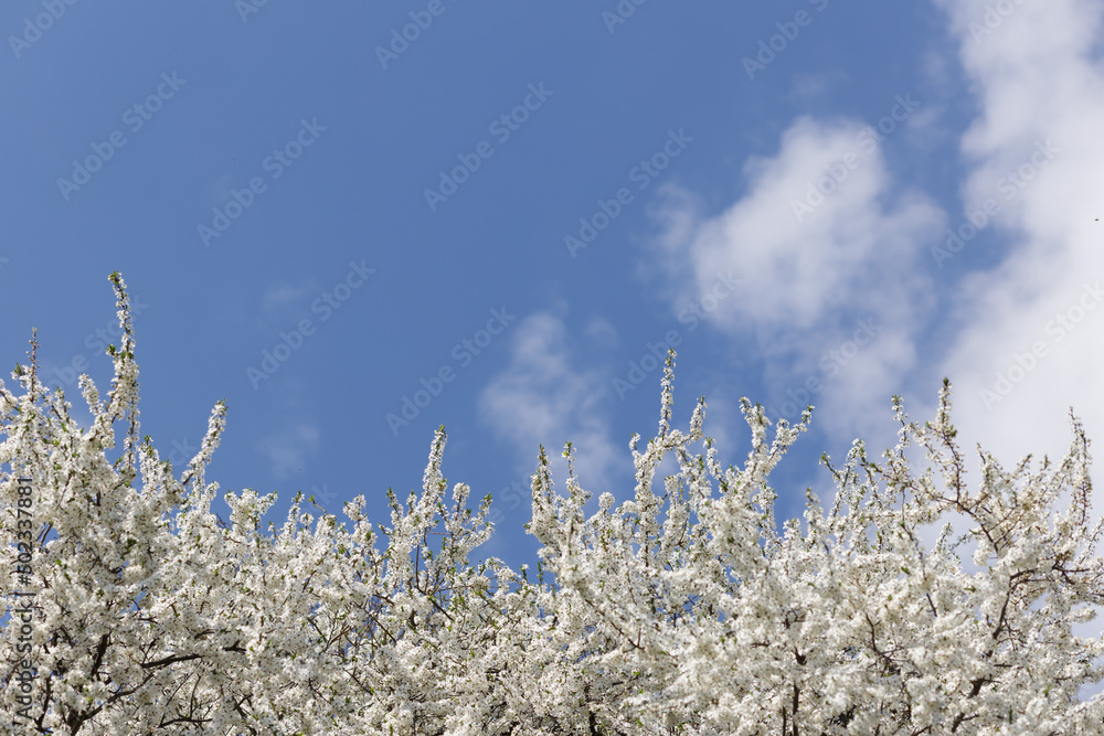 White plum flowers bloom fully against the blue sky. A place for your text