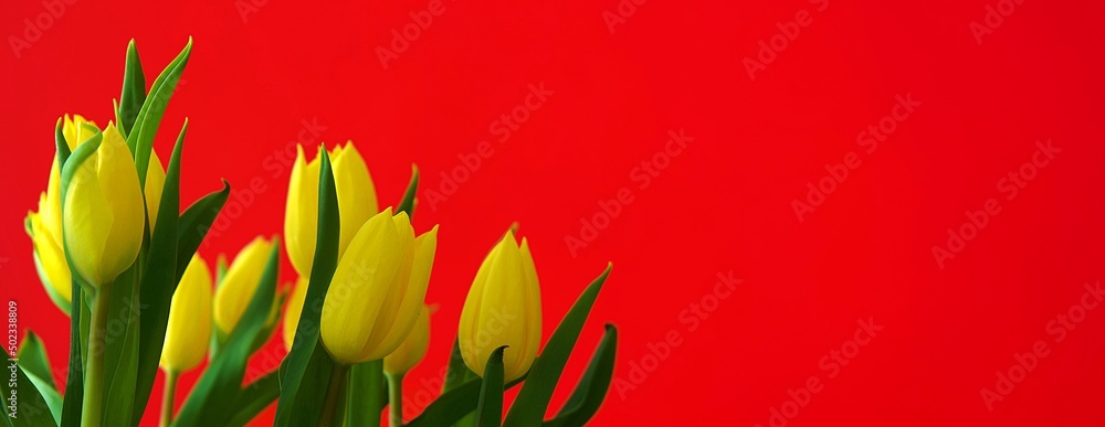 Żółte piękne tulipany na czerwonym tle - obrazy, fototapety, plakaty 
