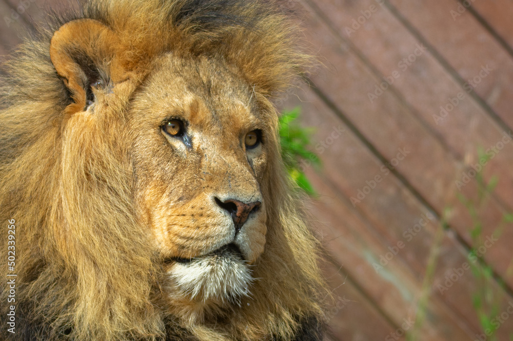 Fototapeta premium Lion giving A Menacing Look