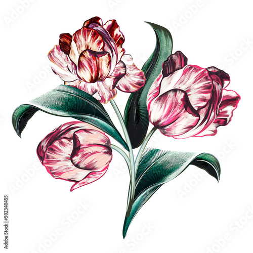 Hand drawn vector tulip in vintage botanical style for design