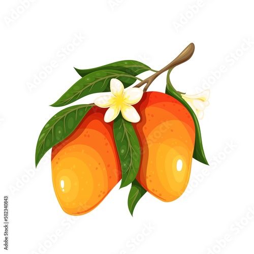 Mango branch tree with mango fruits, flowers and leaves. Tropical fruit vector illustration.