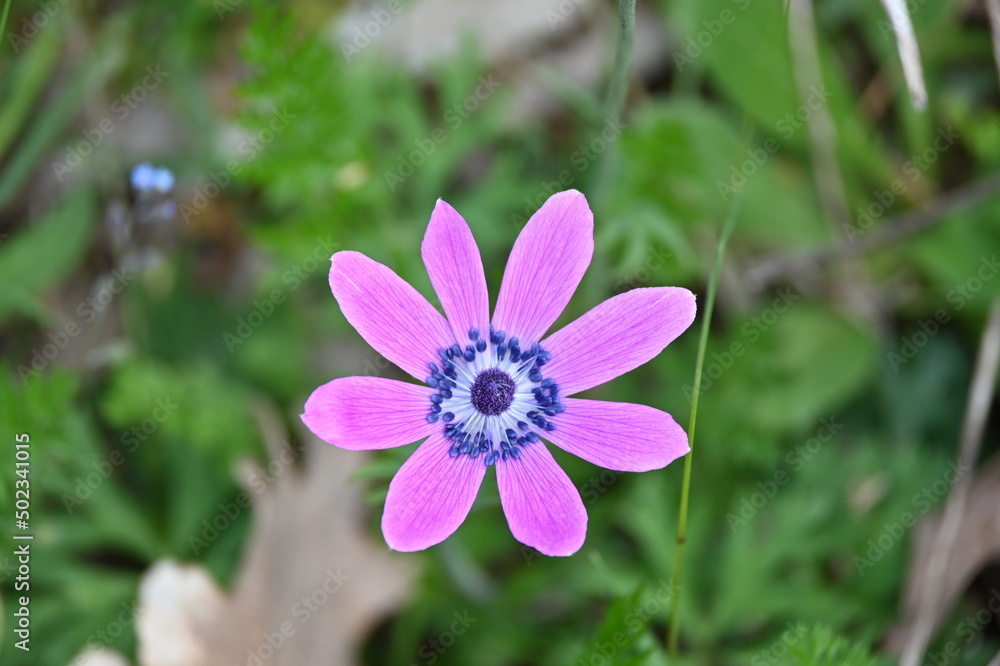 Anemone hortensis L.
Broad-leaved anemone, Star anemone
Anemone hortensis L.
Broad-leaved anemone, Star anemone