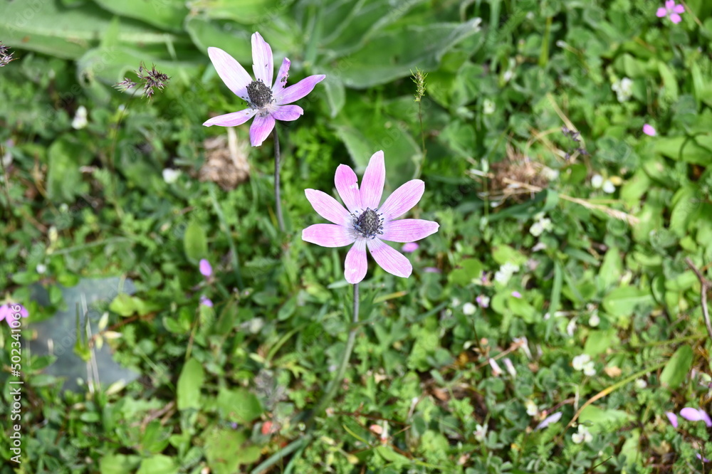 Anemone hortensis L.
Broad-leaved anemone, Star anemone
Anemone hortensis L.
Broad-leaved anemone, Star anemone