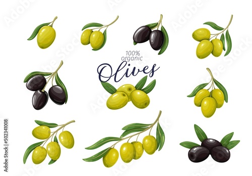 Green and black olives set. Branches and bunches of olives with leaves for design bottles oil and Mediterranean food, vector illustration.