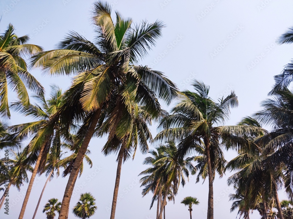 Obraz premium coconut trees