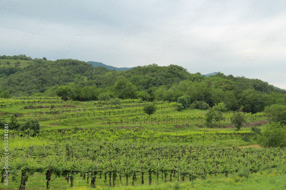 Vineyard in early summer.