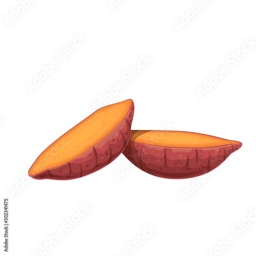 Sweet potato. Cut in half batat or yam. Vector illustration of vegetable sweet potatoes.