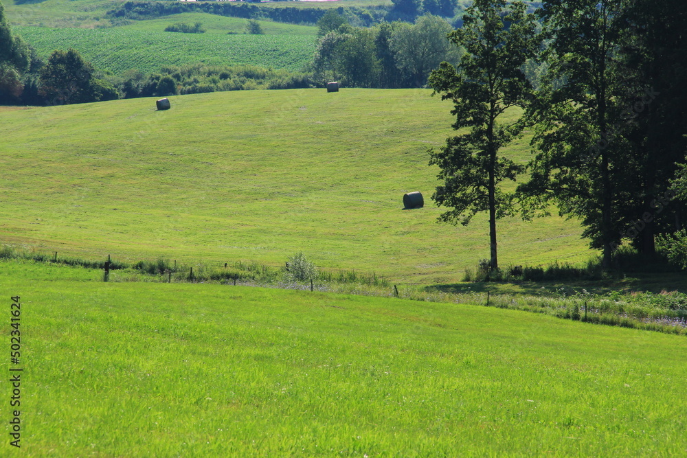 Green fresh bale on the field. Green fresh bale on the field.