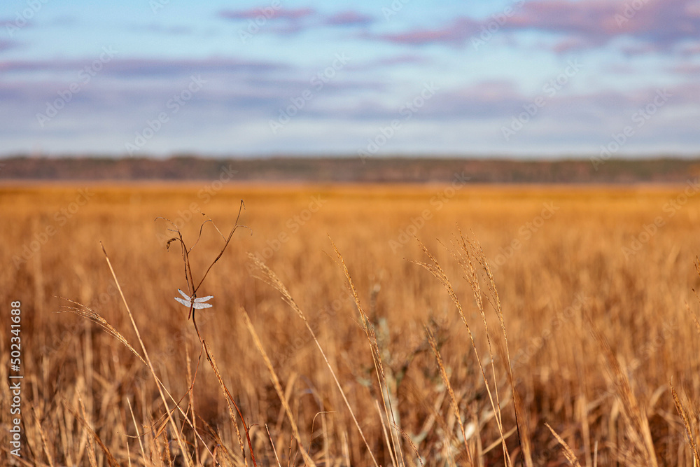 Obraz premium 晩秋の霧多布湿原早朝のとんぼ