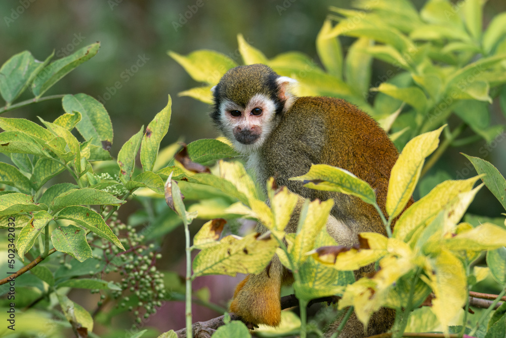 Squirrel Monkey Squirrel Monkey