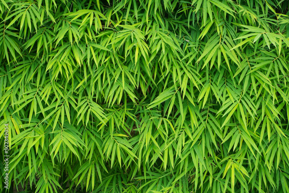 Beautiful Bamboo leaves pattern for nature Background. Beautiful Bamboo leaves pattern for nature Background.