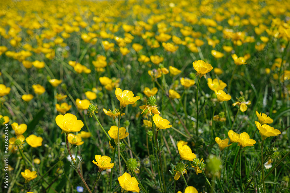 big field of yellow dandelions, late spring