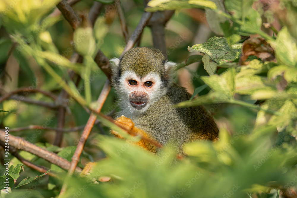Squirrel Monkey In The Bushes Squirrel Monkey In The Bushes