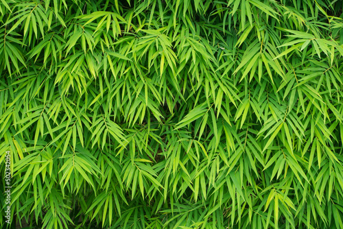 Beautiful Bamboo leaves pattern for nature Background.