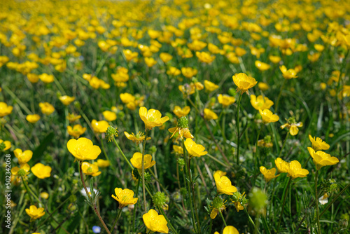 Fototapeta Naklejka Na Ścianę i Meble -  big field of yellow dandelions, late spring