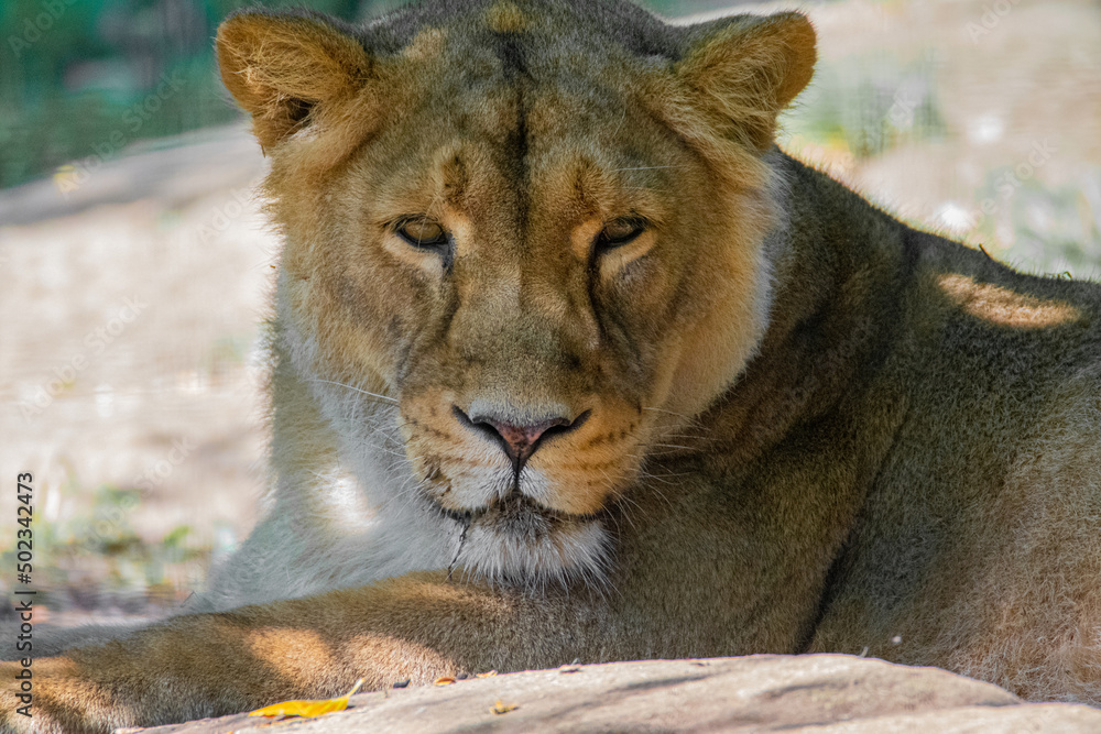 Obraz premium Resting Lioness