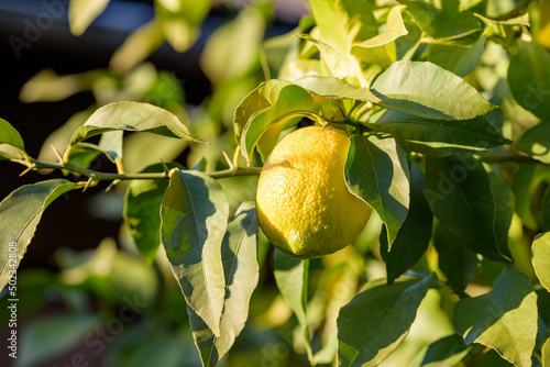 Fruit of lemon, on the tree