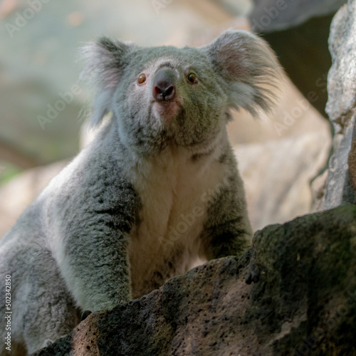 Fototapeta Naklejka Na Ścianę i Meble -  Koala Bear
