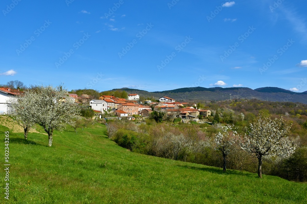 View of Ocizla village in Primorska, Slovenia in spring with white blooming fruit trees on a bright green meadow