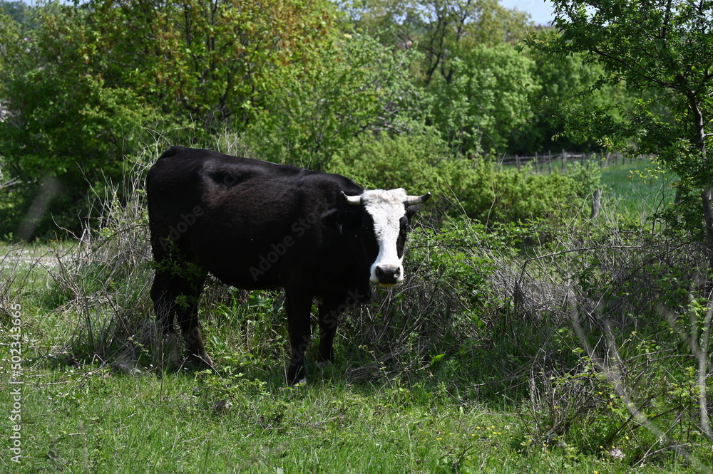Fototapeta premium Cows in the garden