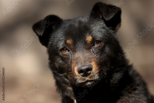 black mongrel dog chained to a chain in living conditions near her booth and food bowls looking in camera. Yard young dog on a chain. Natural rural scene. © Andriy Medvediuk